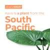 Kava plant leaves with text highlighting kava as a traditional South Pacific plant.