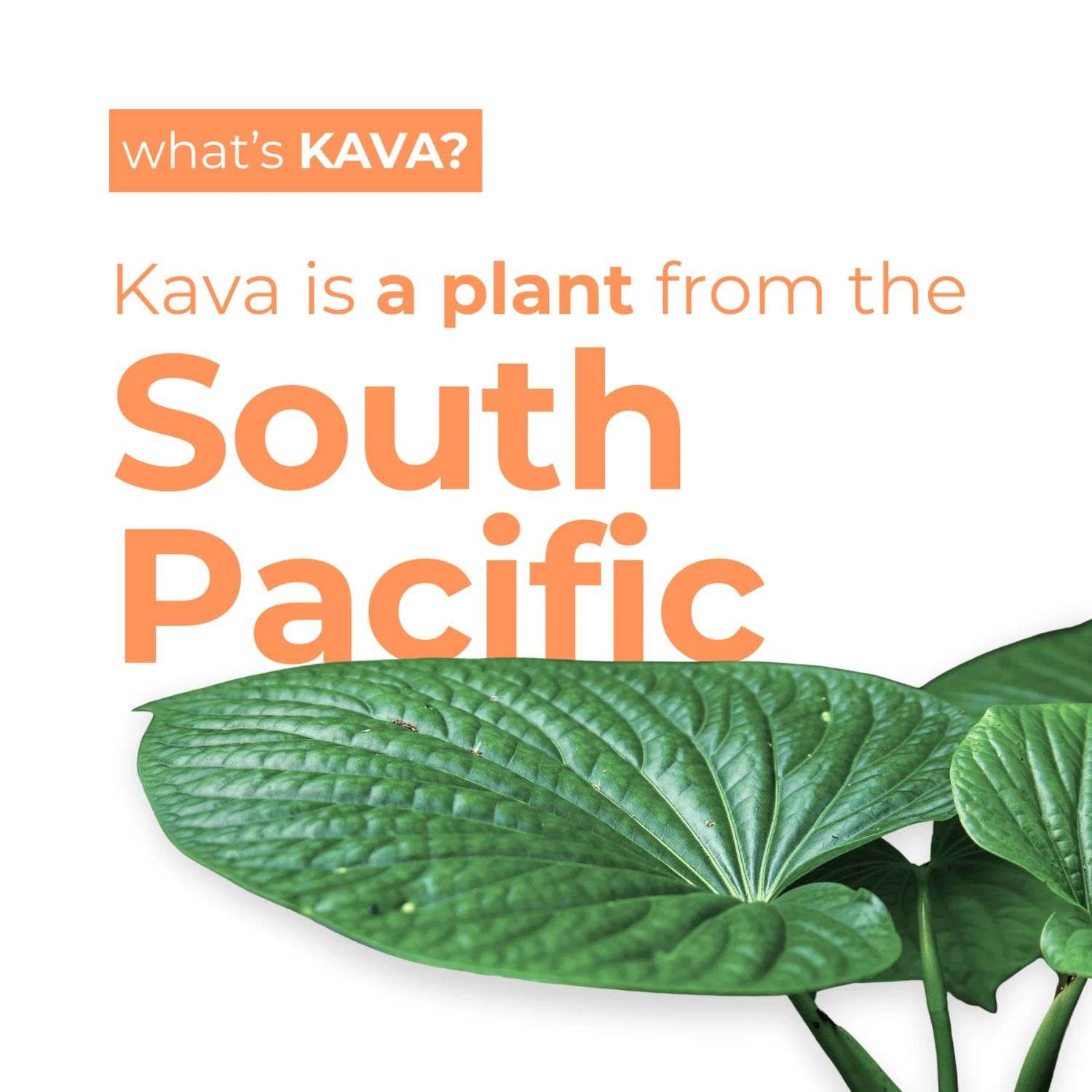 Kava plant leaves with text highlighting kava as a traditional South Pacific plant.